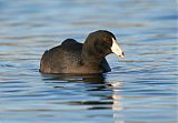 American Coot